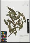 Foto von Salix alba L.